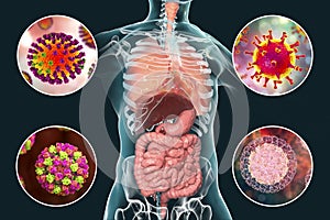 Human pathogenic viruses causing respiratory and enteric infections