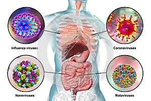 Human pathogenic viruses causing respiratory and enteric infections photo