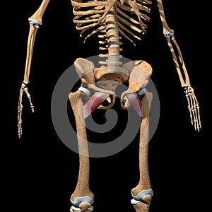 Human pectineus muscles on skeleton