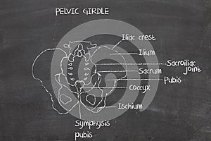 Human pelvic bone