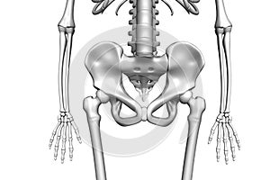 Human Pelvis