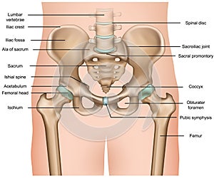 Human pelvis anatomy 3d medical  illustration on white background photo