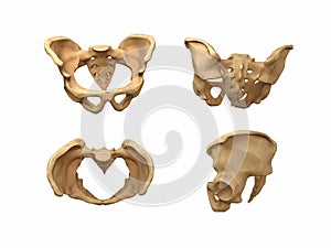 human pelvis