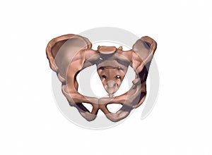 Human pelvis