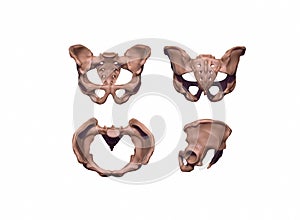 Human pelvis