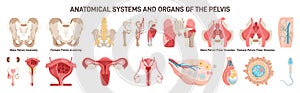 Human pelvis different anatomical systems organs and structures