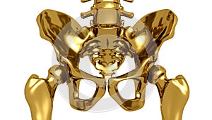 Human Pelvis highlighted