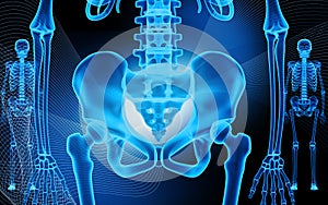 Human pelvis and skeleton