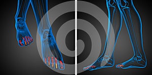 human phalanges foot