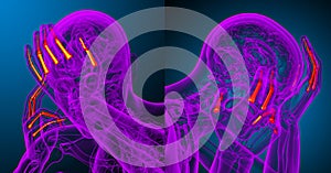 human phalanges hand