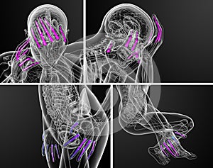 human phalanges hand