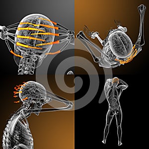 human phalanges hand
