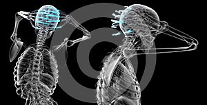 human phalanges hand