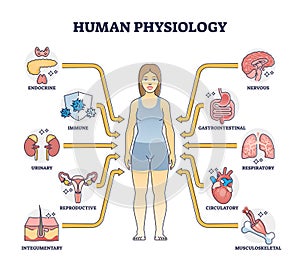 Human physiology as body functions and organ health study outline diagram