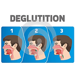 Human physiology sequence of the deglutition of the bolus