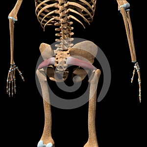 Human piriformis muscles on skeleton