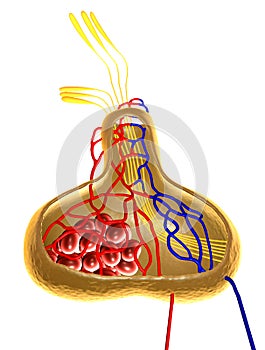 Human pituitary gland on the white