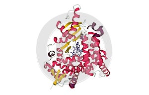 Human placental aromatase cytochrome P450 CYP19A1 complexed with testosterone