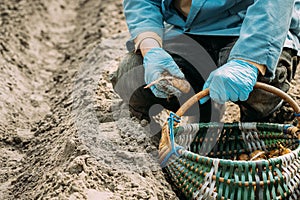 Human Planting Potatoes In Veggetable Garden. Springtime photo
