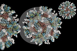 Human poliovirus, molecular model
