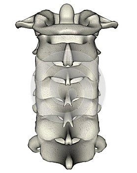 Human posterior cervical spine (neck) photo