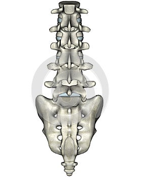 Human posterior lumbosacral spine photo