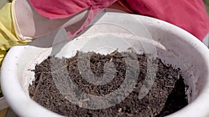 Human is pouring soil into white pot for flowers outdoors, close-up of hands with protective rubber gloves