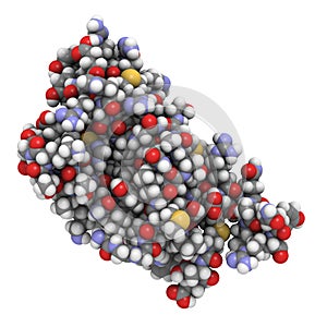 Human prion protein (hPRP)