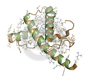 Human prion protein (hPrP), chemical structure. 3D rendering. Associated with neurodegenerative diseases, including kuru, BSE and