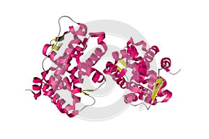 Human progesterone receptor ligand binding domain in complex with ligand metribolone. Ribbons diagram. 3d illustration