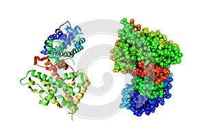 Human progesterone receptor ligand binding domain. Rainbow coloring from N to C. 3d illustration