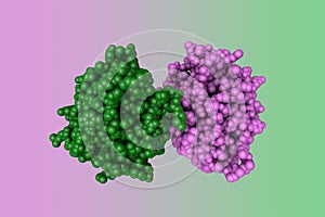 Human progesterone receptor ligand binding domain. Space-filling molecular model. 3d illustration