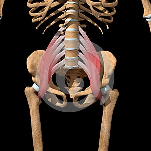 Human psoas major muscles on skeleton