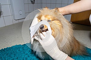 Human puts a bandage around the snout of a dog