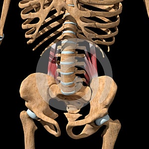 Human quadratus lumborum muscles on skeleton