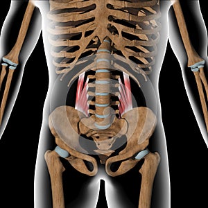 Human quadratus lumborum muscles on xray body