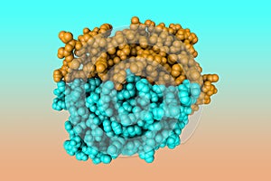 Human quinone reductase 2. Molecular model. Rendering with differently colored protein chains. 3d illustration