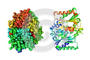 Human quinone reductase 2 (NQO2). Crystal structure and molecular model. Rainbow coloring from N to C. 3d photo
