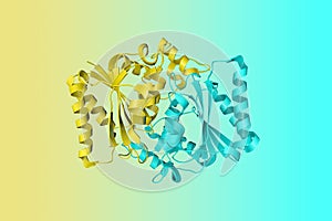 Human quinone reductase 2 (NQO2). Ribbons diagram with differently colored protein chains. 3d illustration photo