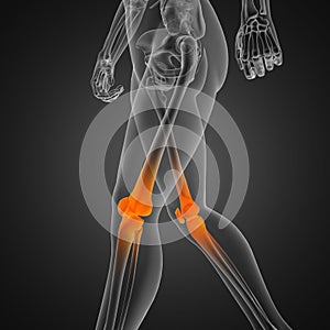 Human radiography scan