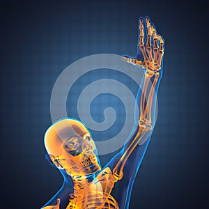 Human radiography scan