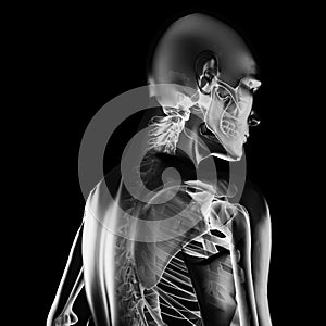 Human radiography scan