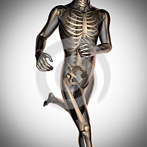 Human radiography scan with bones