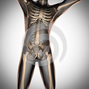 Human radiography scan with bones