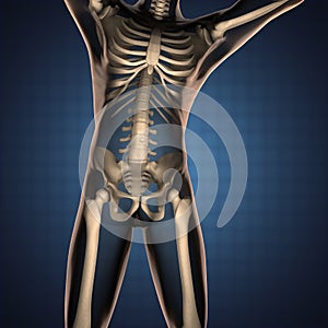 Human radiography scan with bones