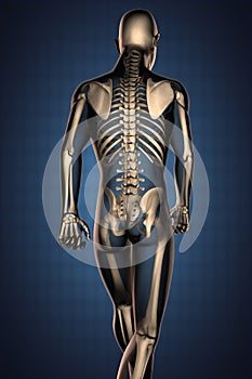 Human radiography scan with bones