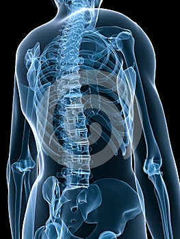 Human x-ray skeleton