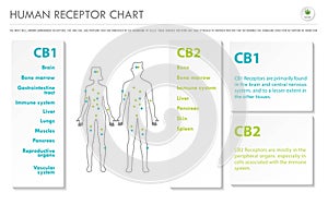 Human Receptor Chart horizontal business infographic