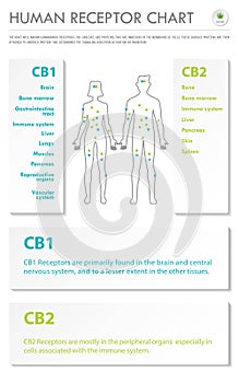 Human Receptor Chart vertical business infographic