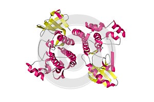 Human receptor-interacting protein kinase 1 domain in complex with an inhibitor. Ribbons diagram. 3d illustration